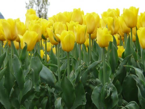 Tulipany