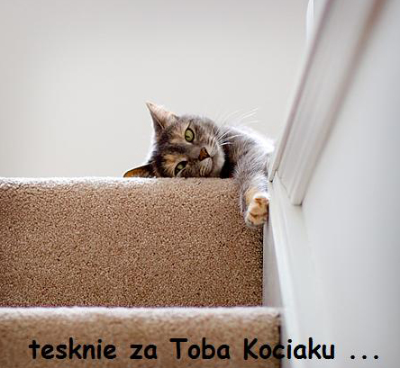 tęsknię za Tobą Kociaku
