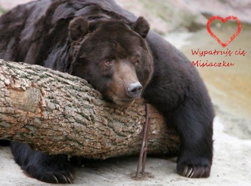 Wypatruję cię Misiaczku