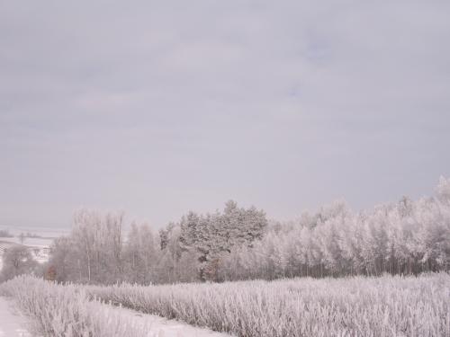zima