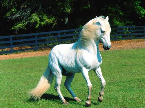 Konik