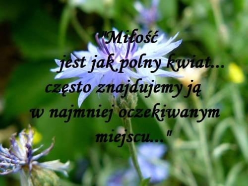 Kocham Cię