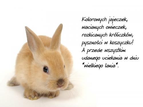 zajączek