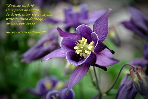 Pozdrawiam milutko