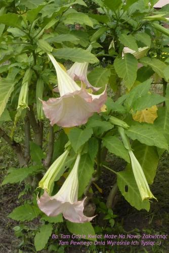 datura