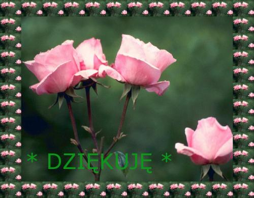 RÓŻE