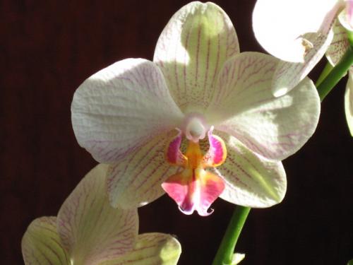 Orchidea