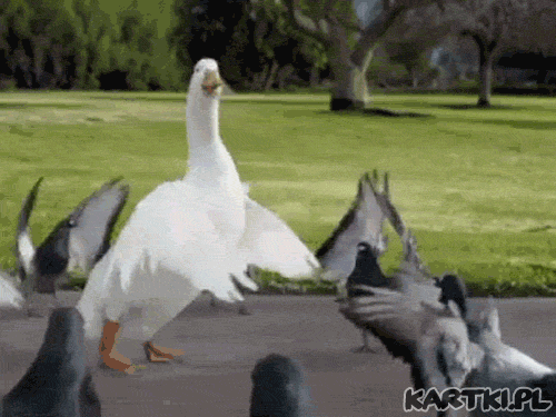 kartki-tanczymy kartki gif